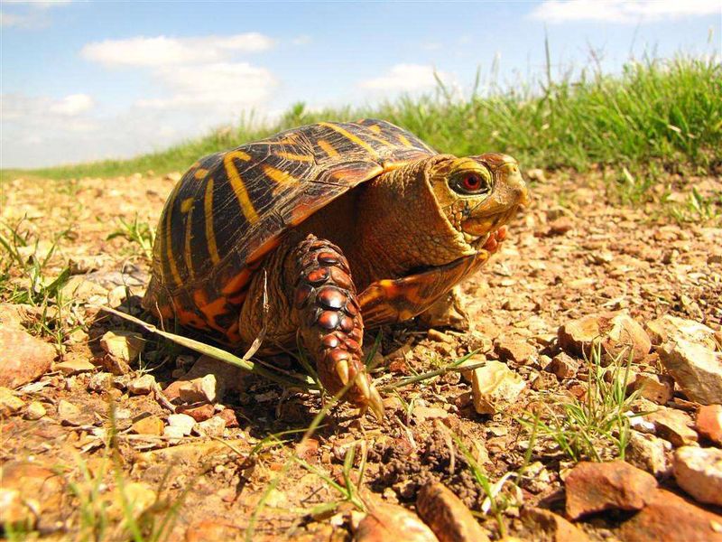 Eastern Box Turtle