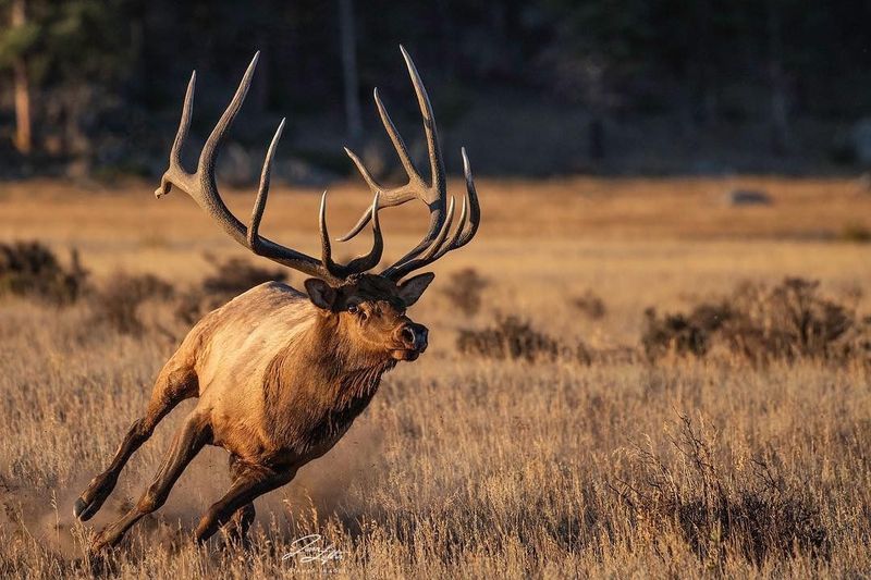 Rocky Mountain Elk
