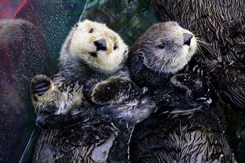 California Sea Otter