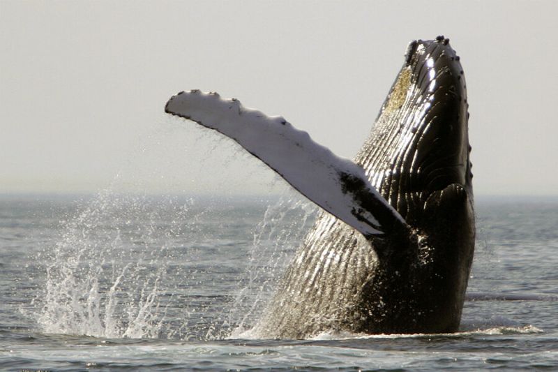 Humpback Whale