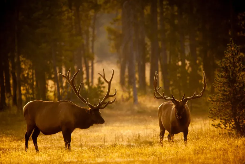 Elk