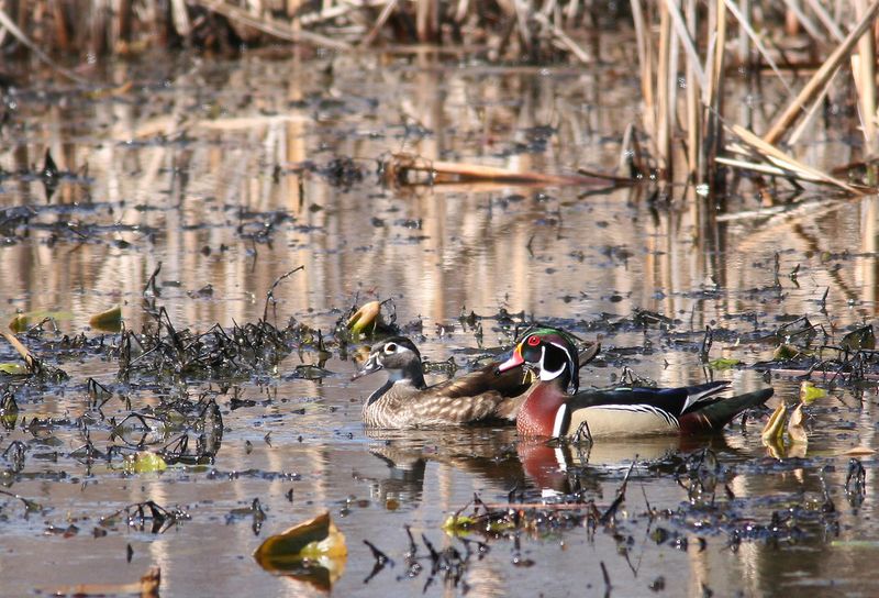 Wood Duck