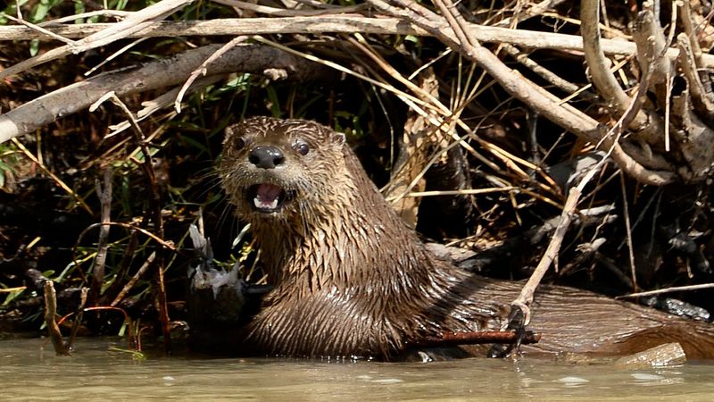 River Otter