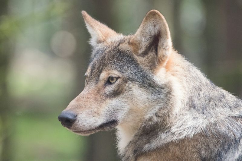 Eastern Coyote