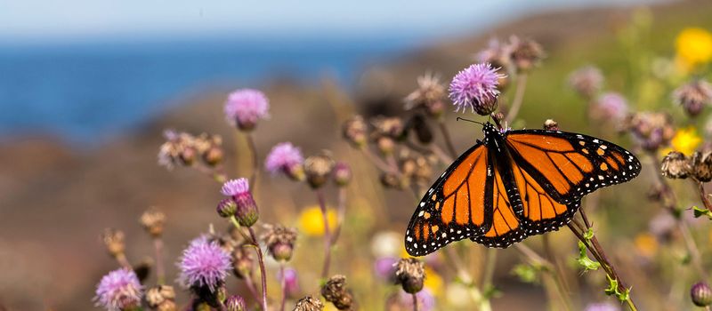 Monarch Butterfly
