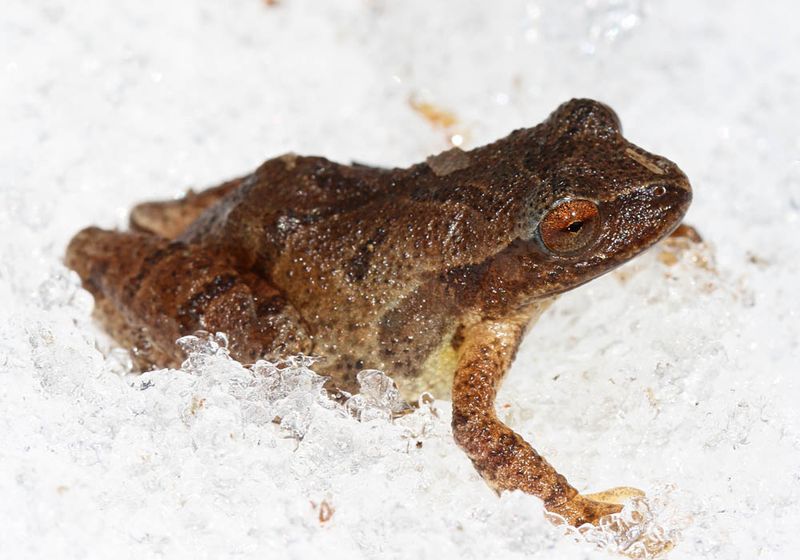 Spring Peeper