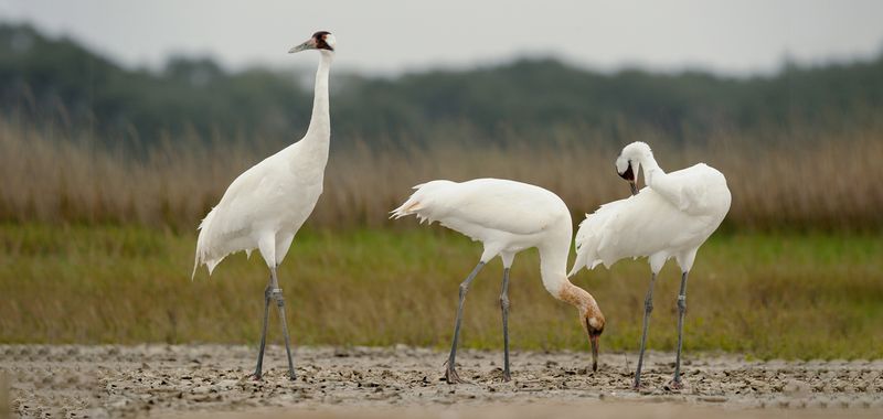 Whooping Crane