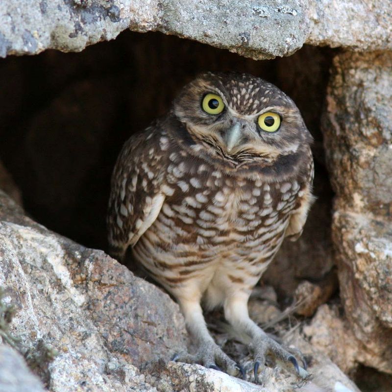Burrowing Owl