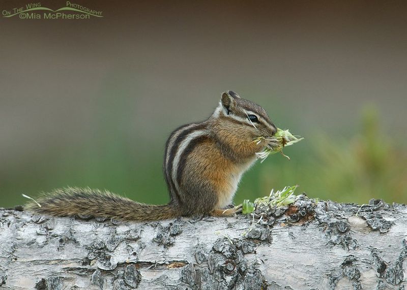 Yellow Pine Chipmunk