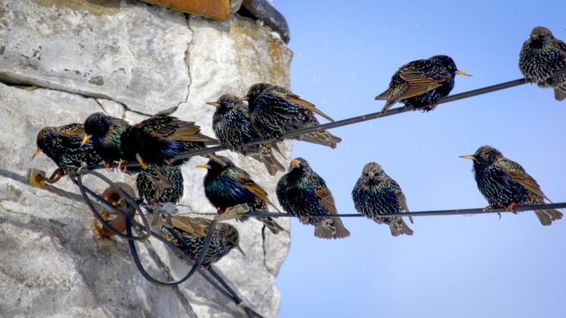 European Starling