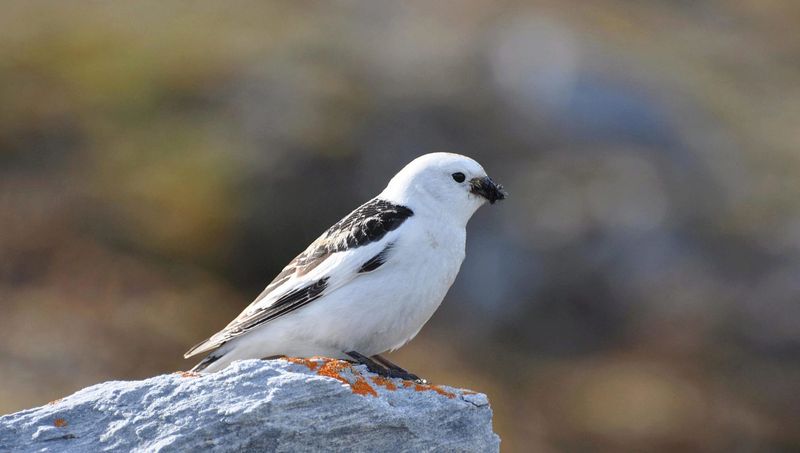 Snow Bunting