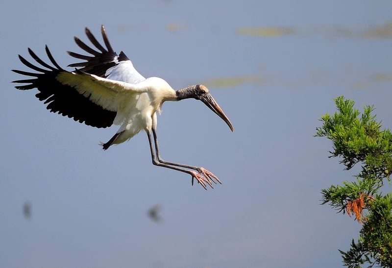 Wood Stork