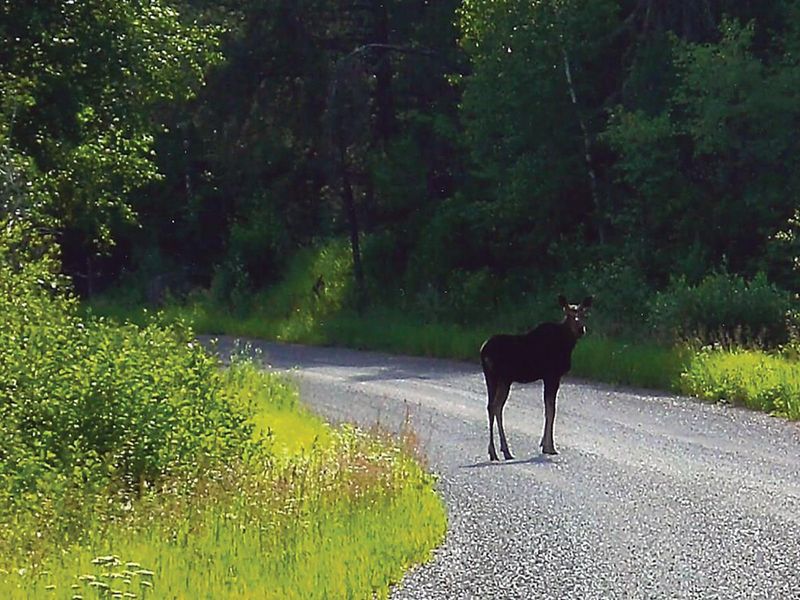 Moose