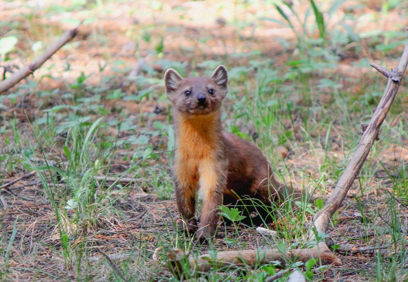 American Marten