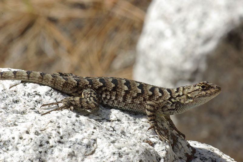 Western Fence Lizard