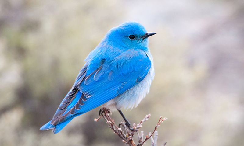 Mountain Bluebird