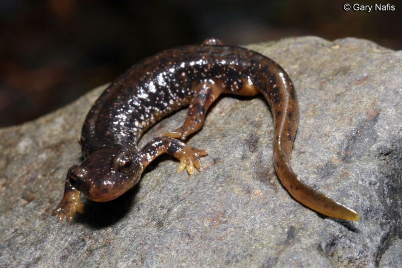North Cascades Salamander