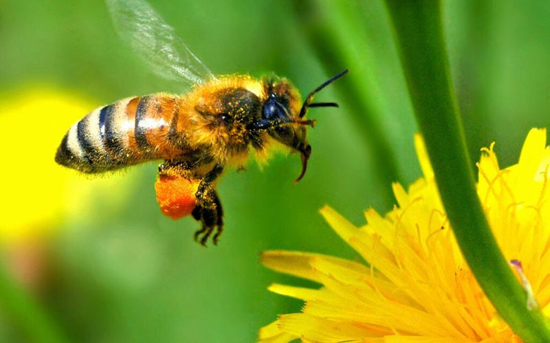 Bumblebee