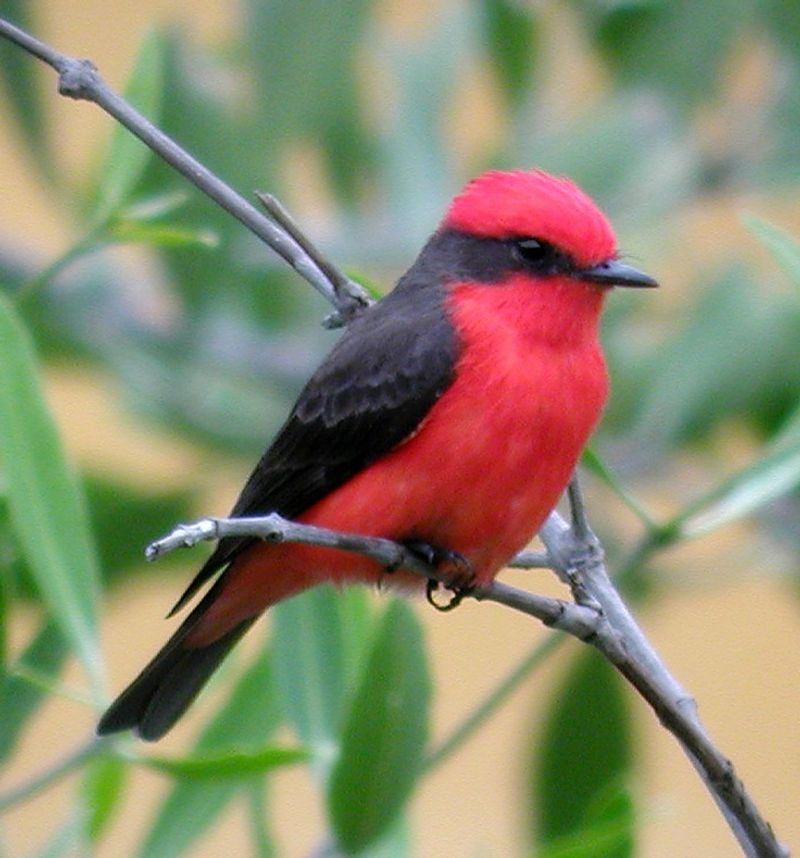 Vermilion Flycatcher