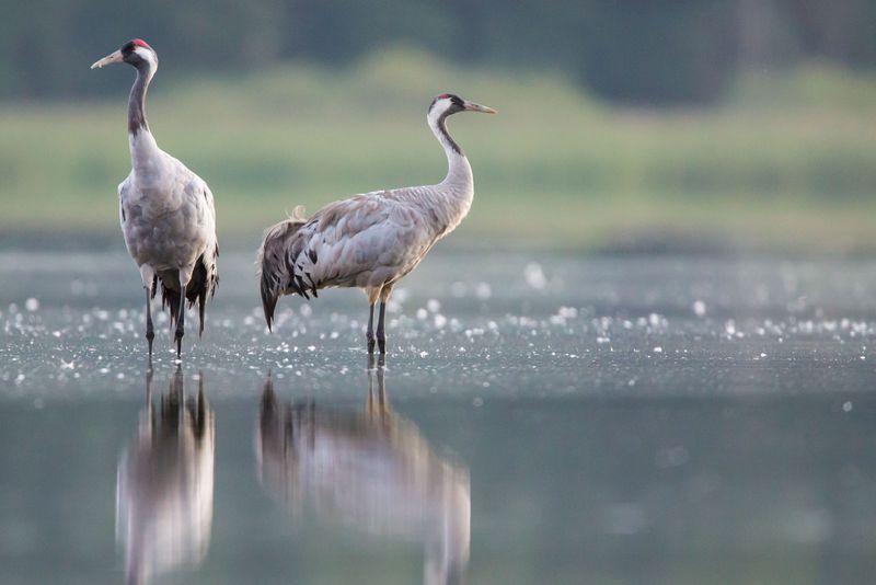 Common Crane