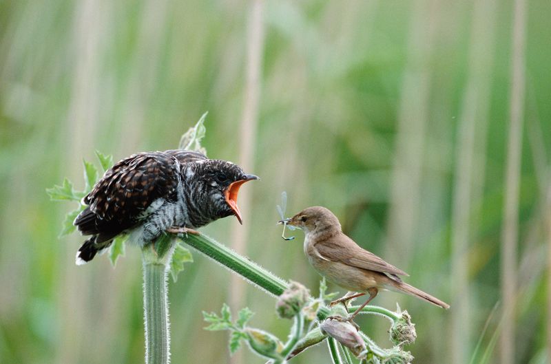 Cuckoo