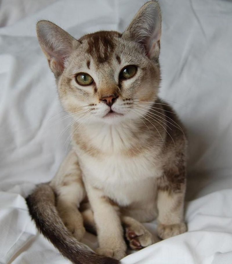 Burmilla