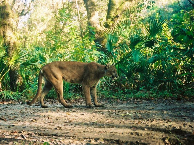 Florida Panther