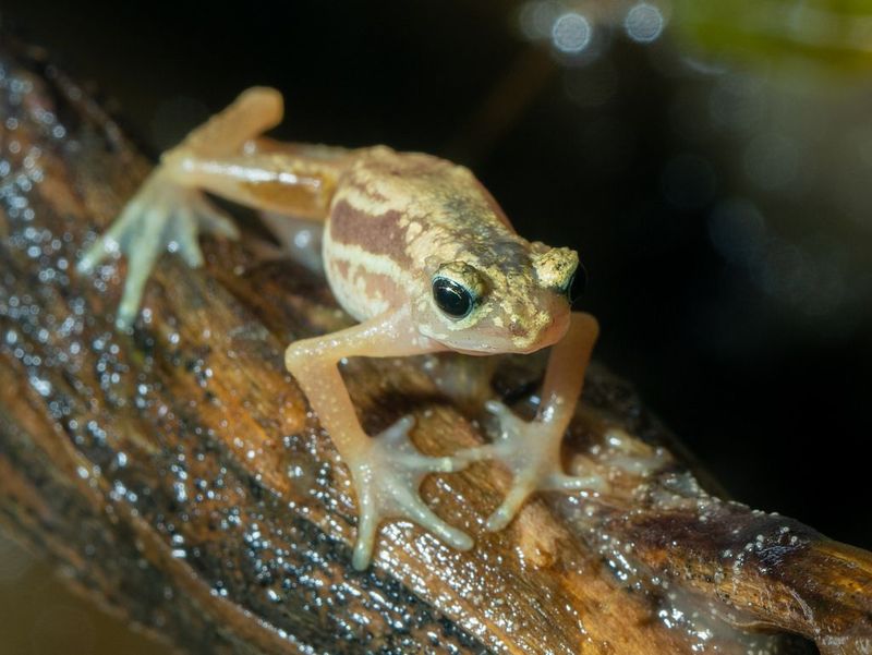 Kihansi Spray Toad