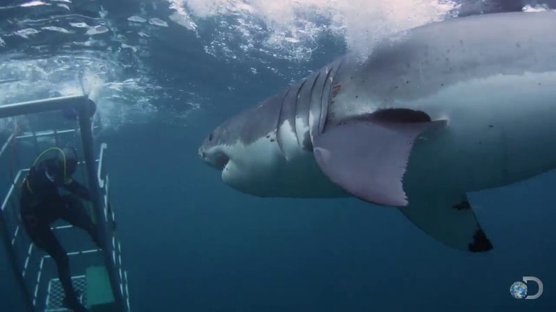 Great White Sharks