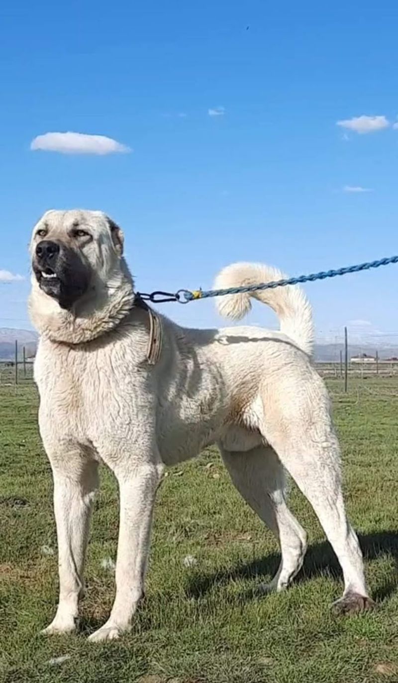 Anatolian Shepherd