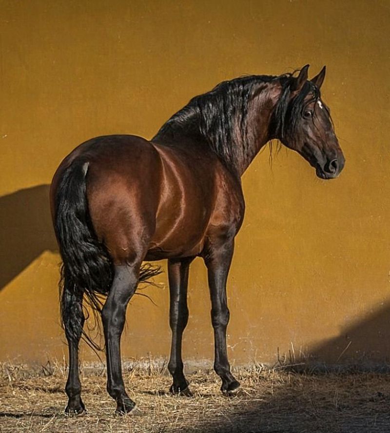 Lusitano