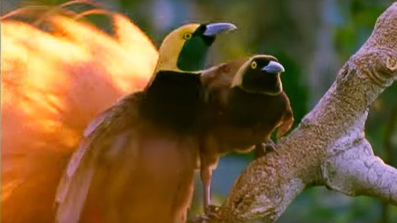 Raggiana Bird-of-Paradise