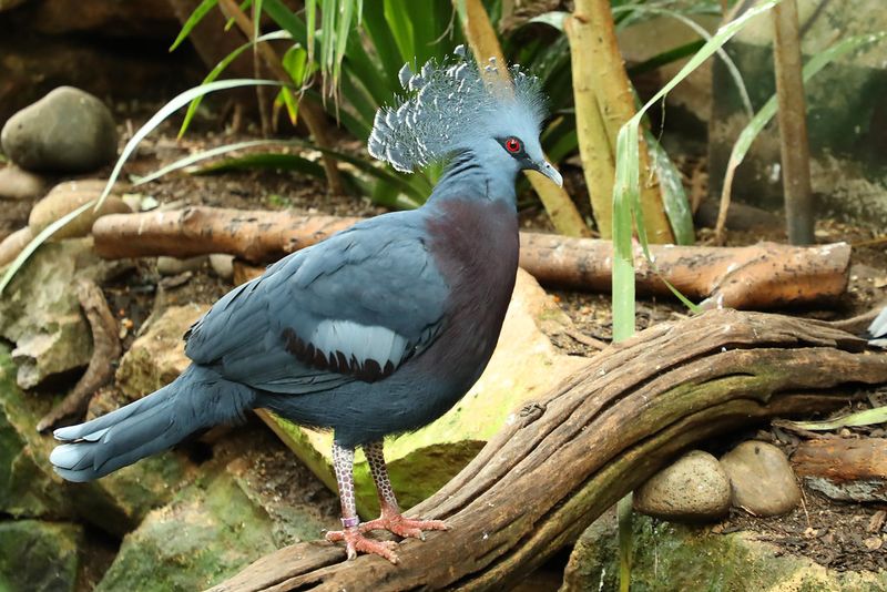 Victoria Crowned Pigeon