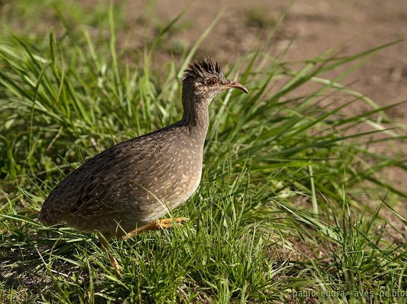 Andean Tinamou