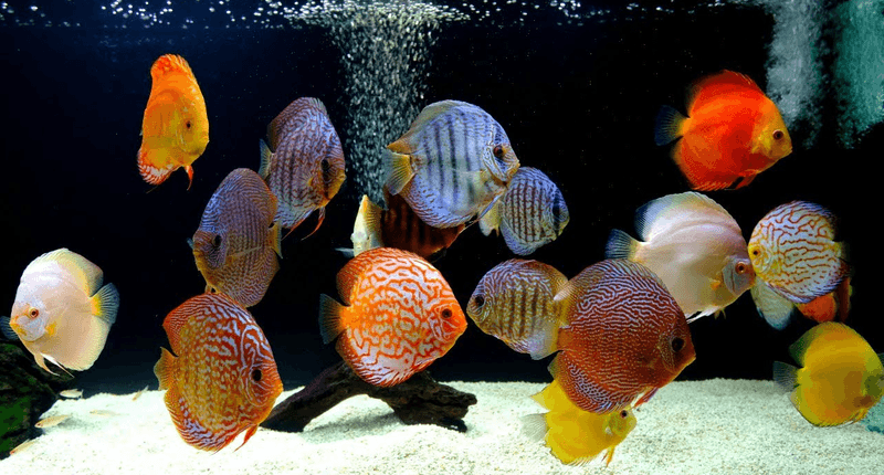 Discus: The Gentle Interactors