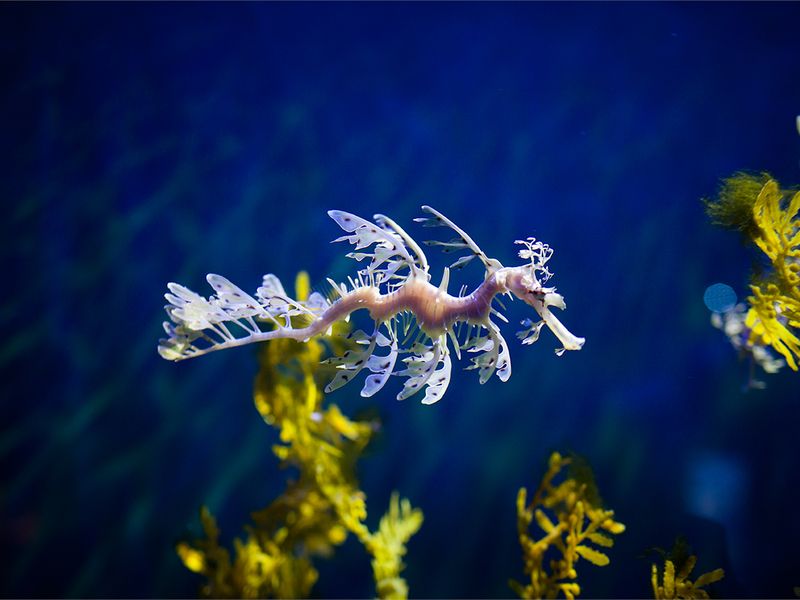 Leafy Seadragon