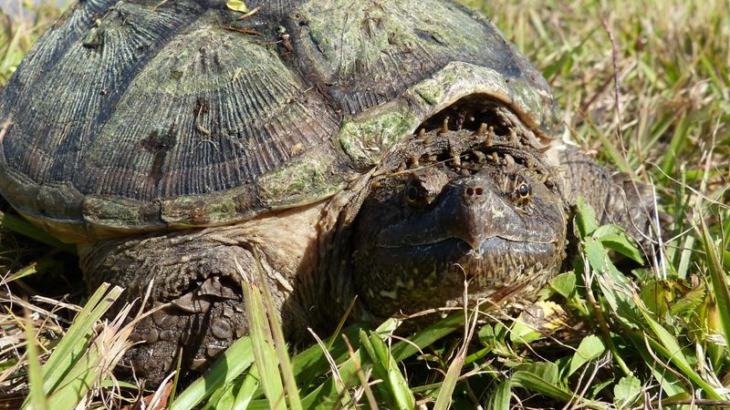 Snapping Turtle