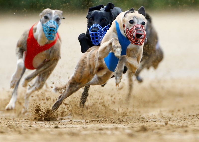 Greyhound