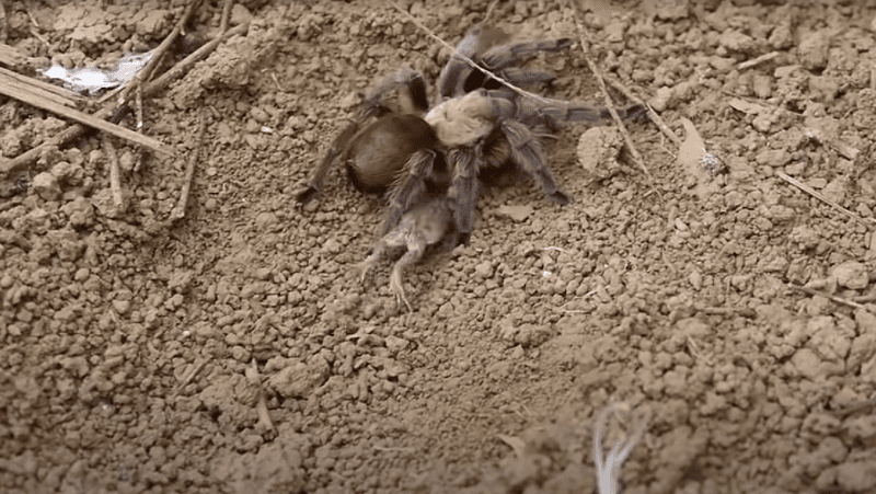 Unlikely Companions
