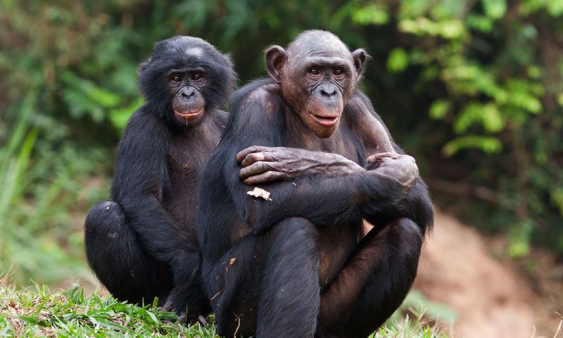 Bonobo Females