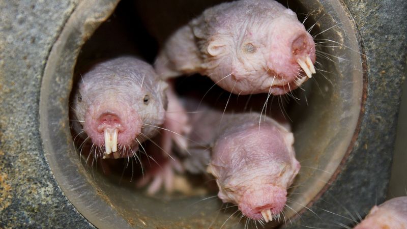 Naked Mole Rat