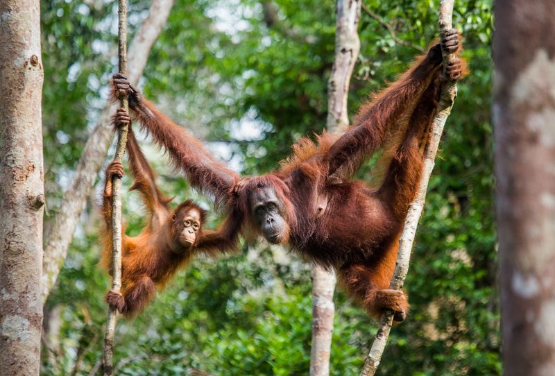 Borneo, Malaysia and Indonesia