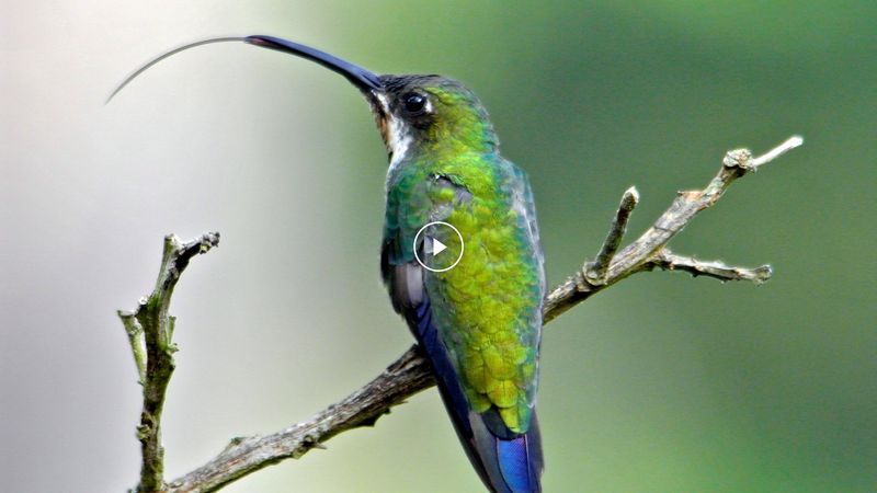 Hummingbird