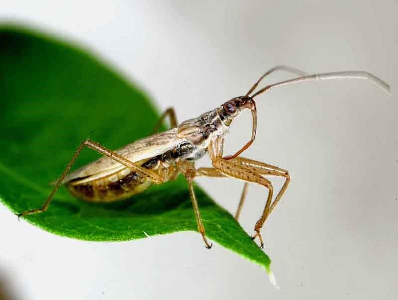 Damsel Bugs