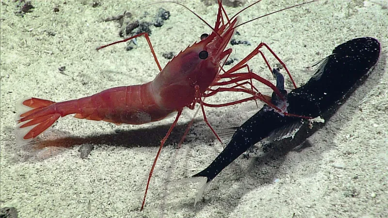 Shrimp