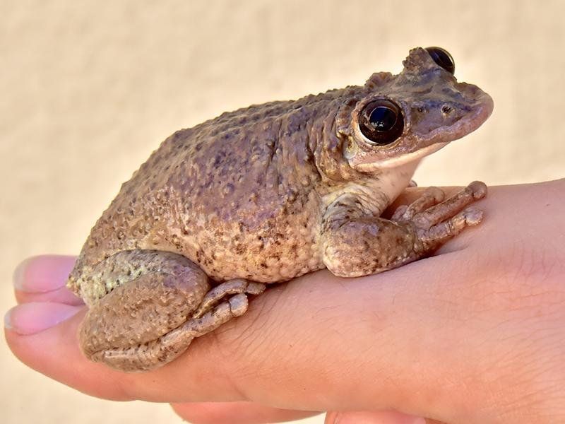 Corythomantis greeningi