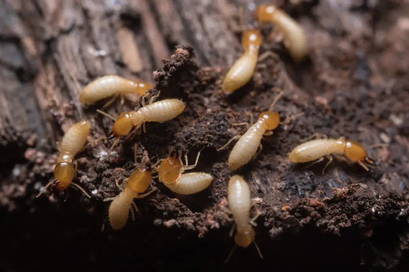 Termites