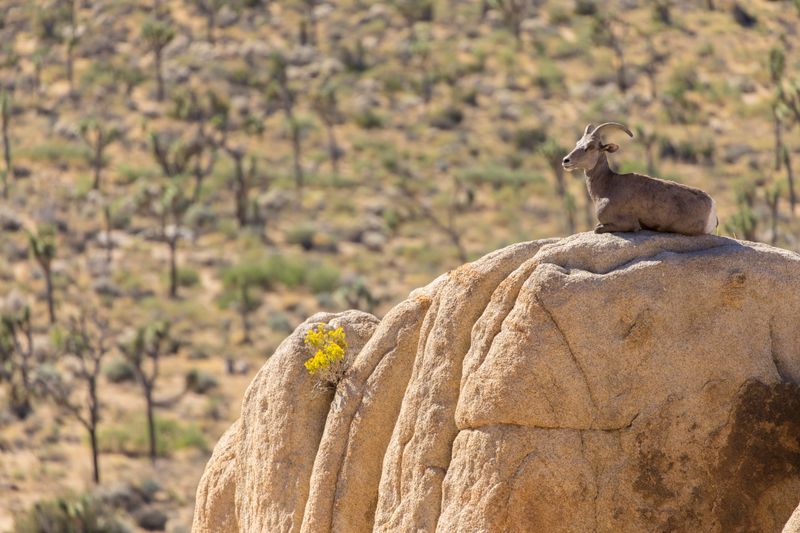 Desert Bighorn Sheep