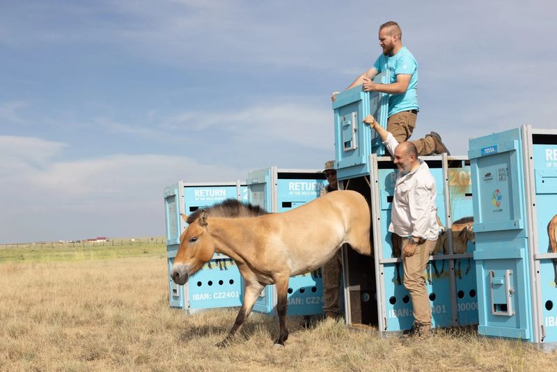 Przewalski’s Horse