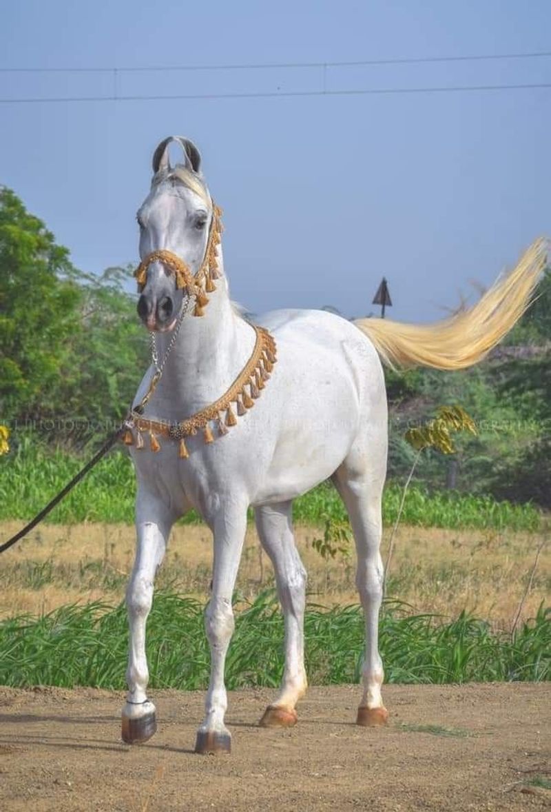 Kathiawari